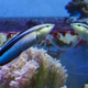 A cleaner wrasse looking at itself in the mirror.